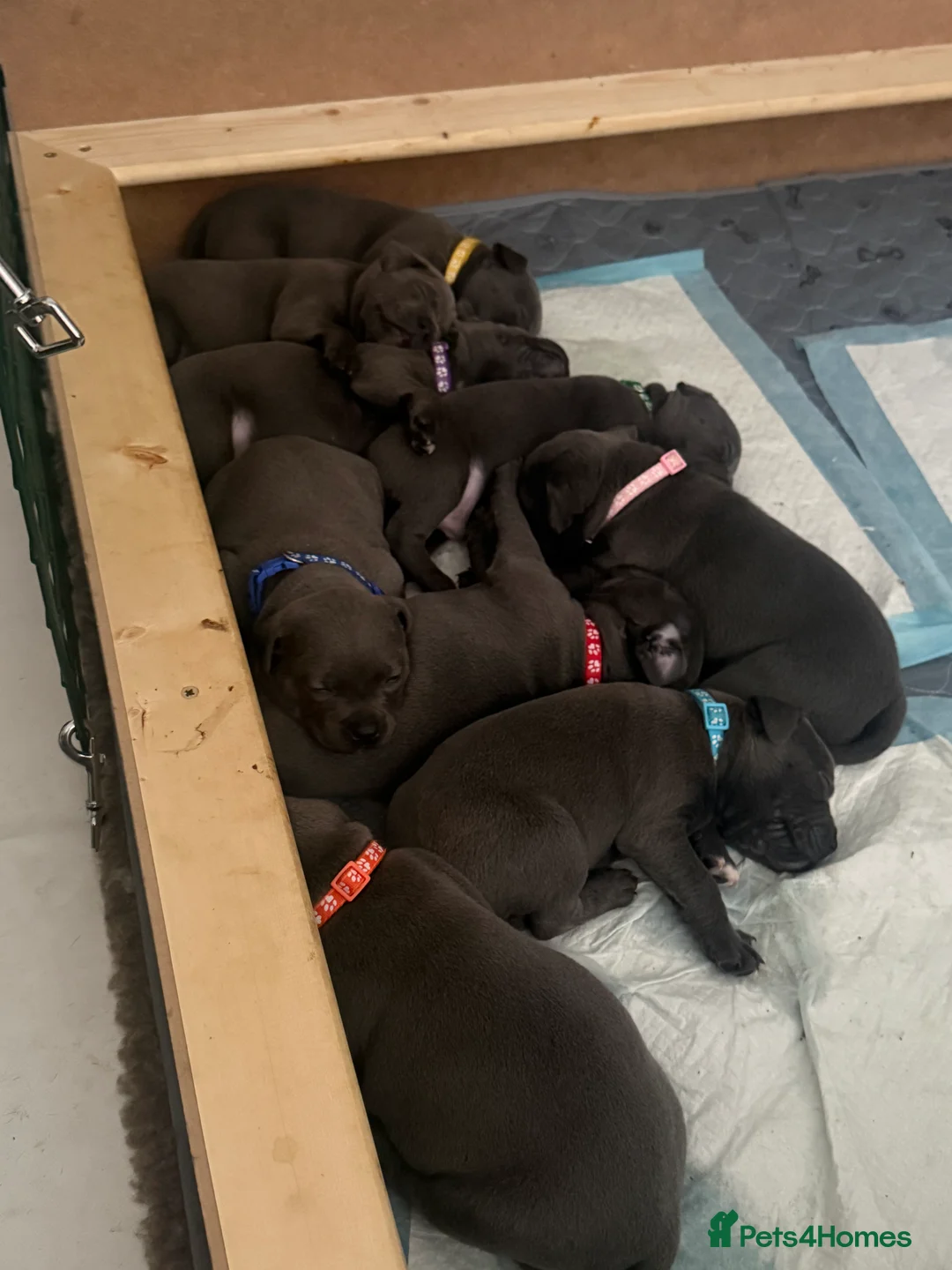 Staffordshire Bull Terrier dogs for sale: Top Quality Blue Staffys - Advert 4