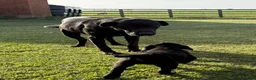 Labrador Retriever dogs for sale: Mr stephen jones in Aylesbury - Advert 9