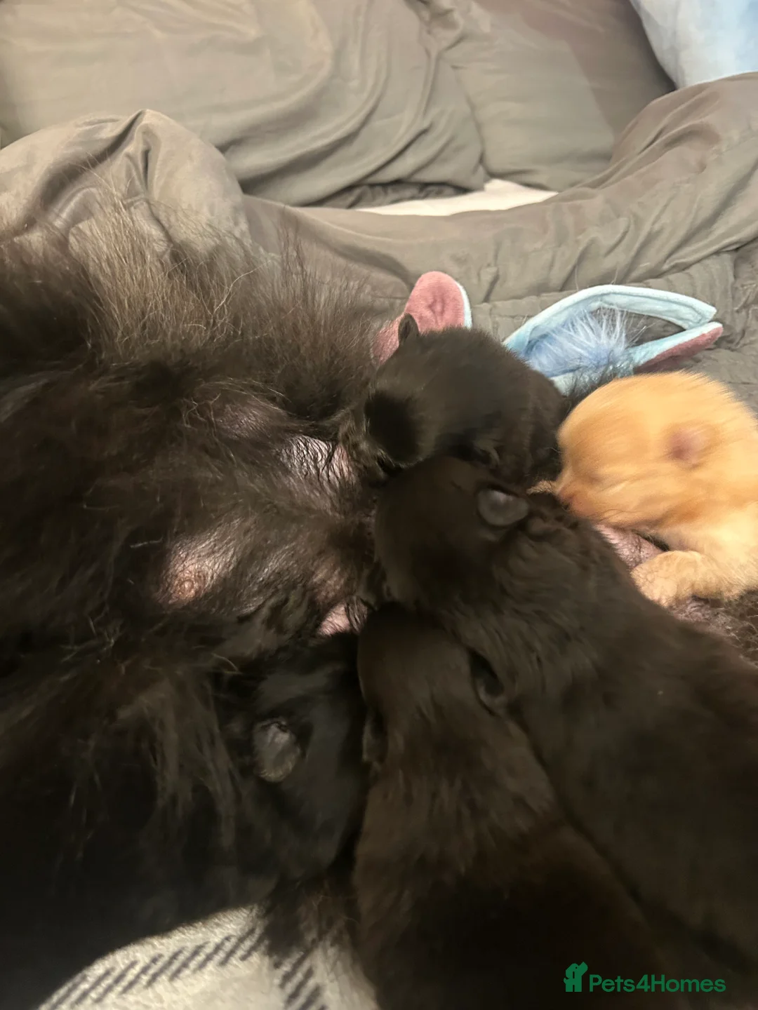 Pomeranian dogs for sale: Beautiful  **  black Pomeranians  - Advert 2