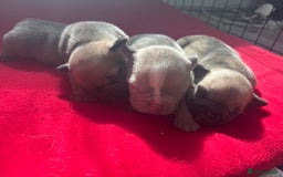 Mixed Breed dogs for sale: Frenchie/pocket bully pups for sale - Image 1