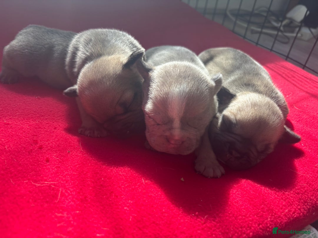 Mixed Breed dogs for sale: Frenchie/pocket bully pups for sale - Image 1