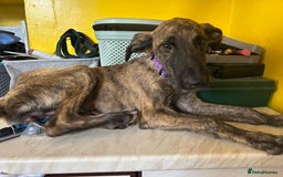 Mixed Breed dogs for adoption: Dawn - Norwich Norfolk  - Image 2