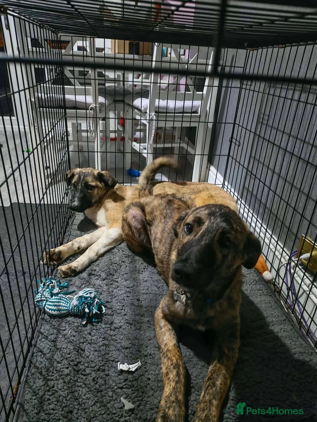 Mixed Breed dogs for adoption: Meet Jet, currently residing in Hull in Hull - Advert 7