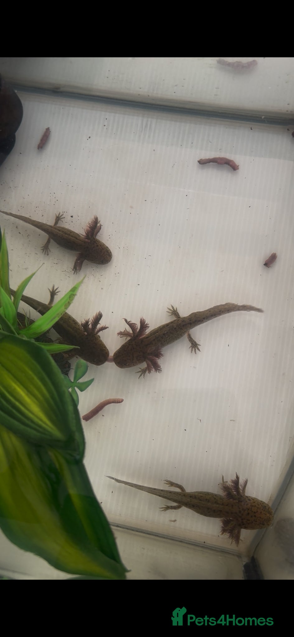 Axolotl reptiles 6 month old Axolotl  - Advert 1