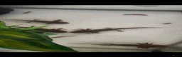 Axolotl reptiles for sale: 6 month old Axolotl  in Hassocks - Advert 1