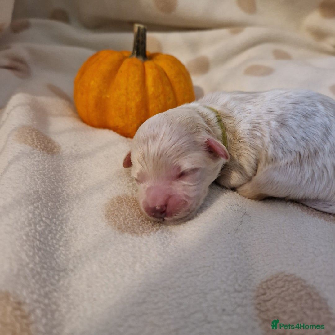 Maltipoo dogs for sale: 🐾✨️Beautiful Maltipoo Pups ready in December!🐾✨️ - Image 9
