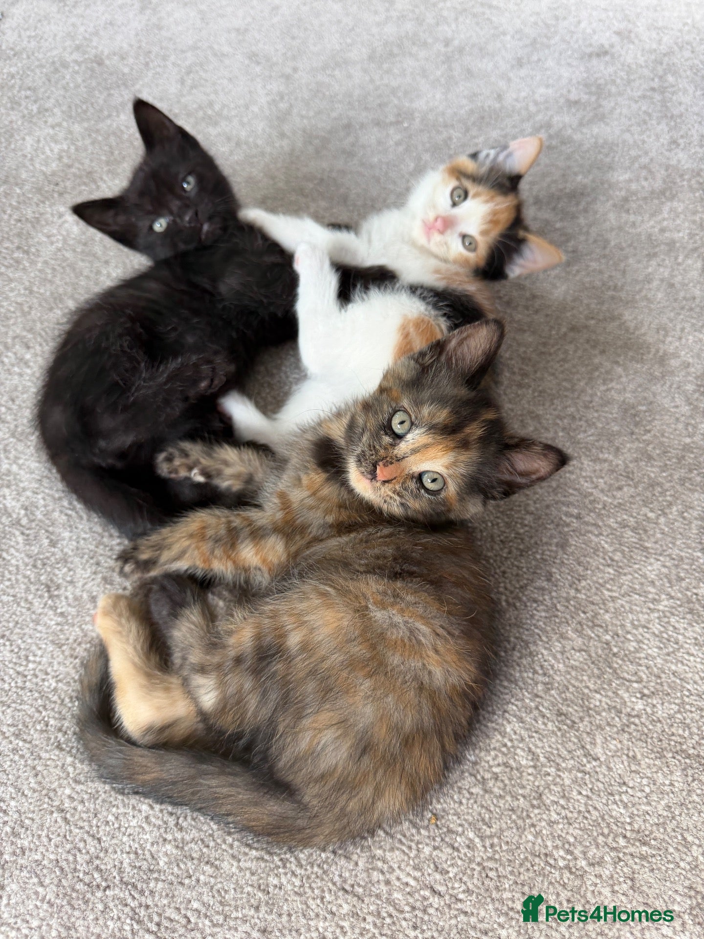 Mixed Breed cats Four beautiful ragdoll mix kittens - Advert 2