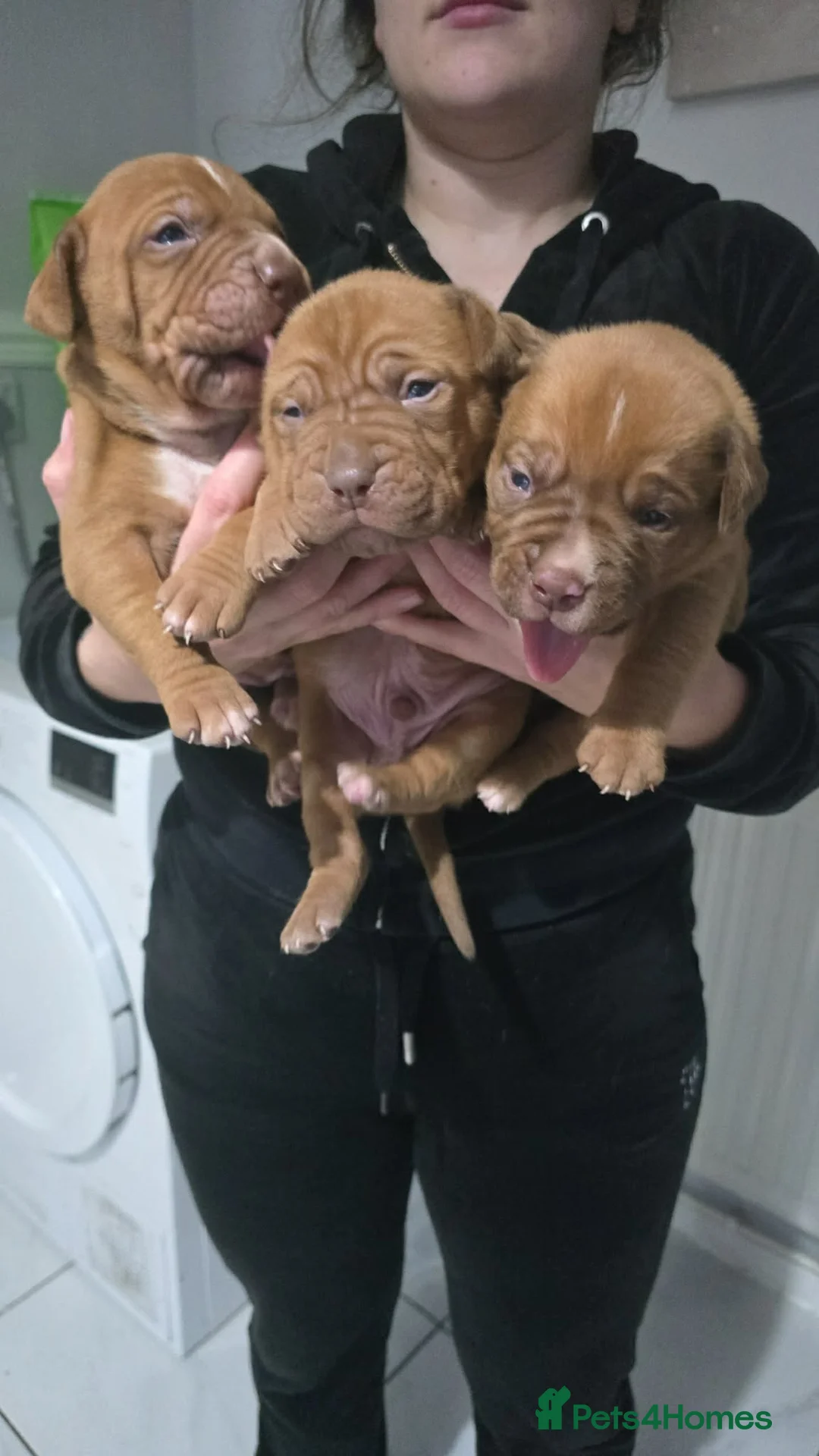 Dogue De Bordeaux dogs for sale: Dogue de bordeaux puppies  - Advert 3
