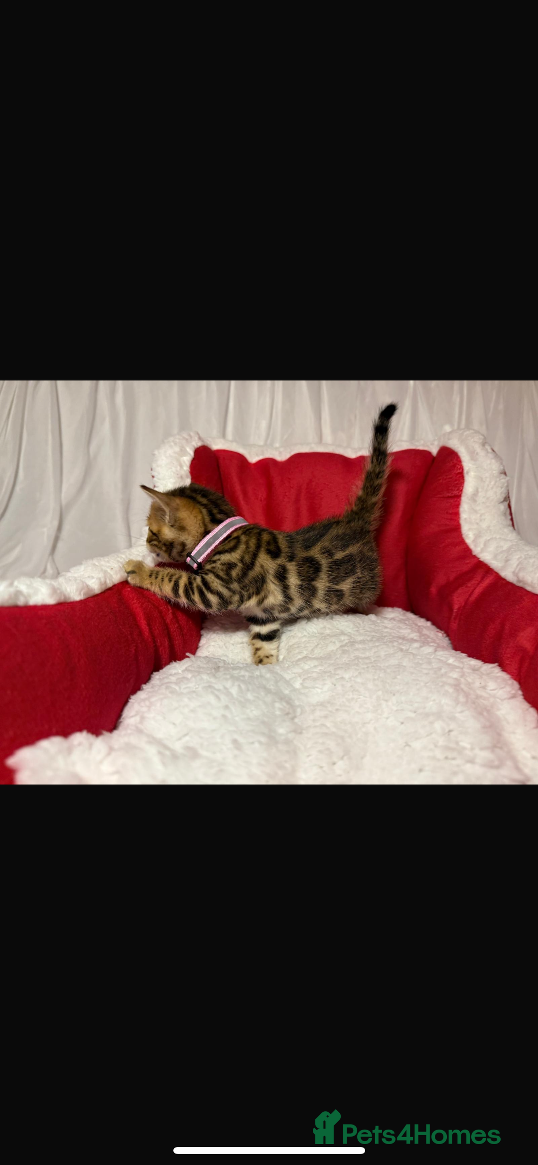 Bengal cats for sale: 🐆Bella's Bengals🐆 - Advert 20