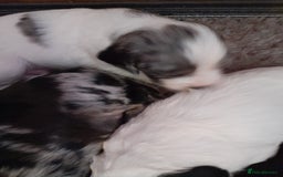 Sprocker dogs for sale: Gorgeous Sprocker pups.  - Image 4