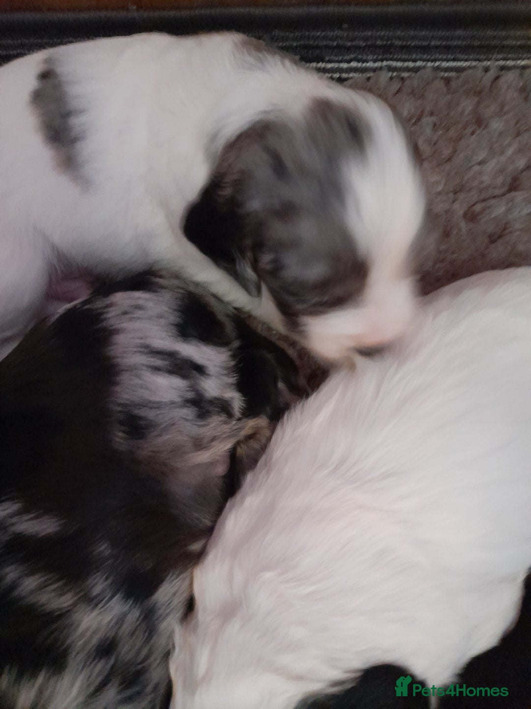 Sprocker dogs for sale: Gorgeous Sprocker pups.  - Image 4