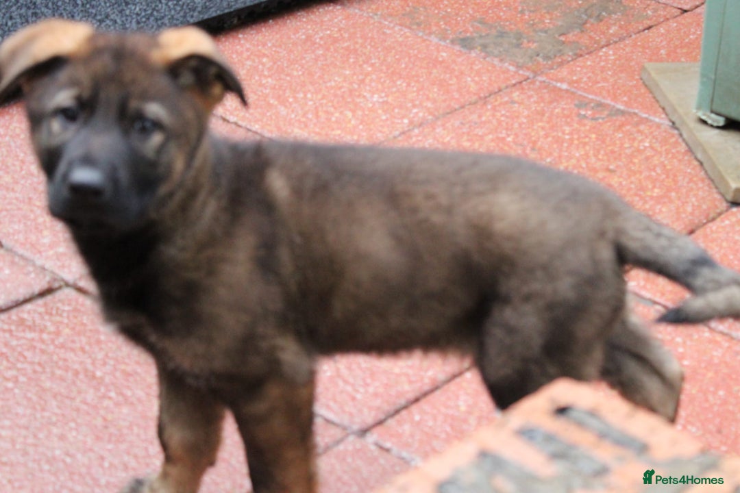 German Shepherd dogs for sale: Beautiful KC Registered Gsd Puppy Ready now😍😍 - Advert 4