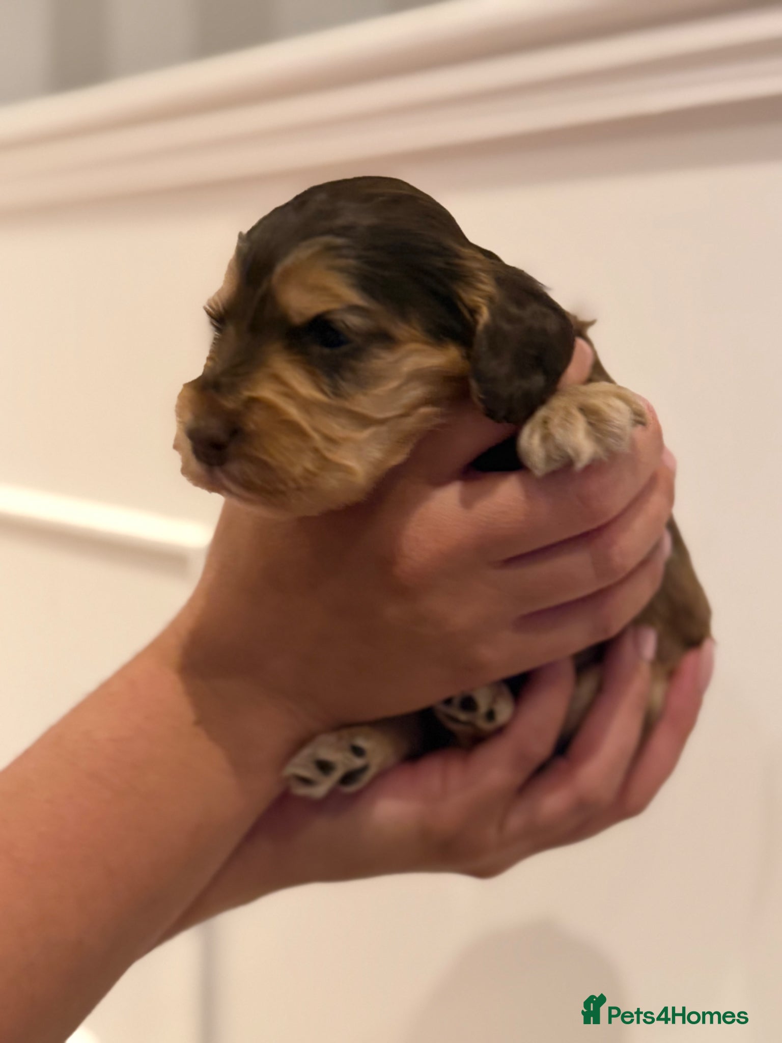 Cocker Spaniel dogs for sale: Golden & Chocolate Sable Show Cocker Puppies  in Doncaster - Advert 28