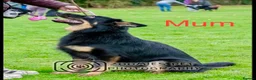 German Shepherd dogs for sale: Straight-Back German Shepherd Puppies  - Advert 20