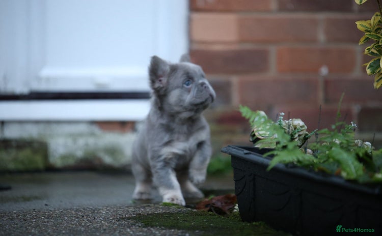 French Bulldog dogs French bulldog male - Advert 13