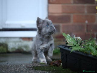 French Bulldog dogs French bulldog male - Advert 16