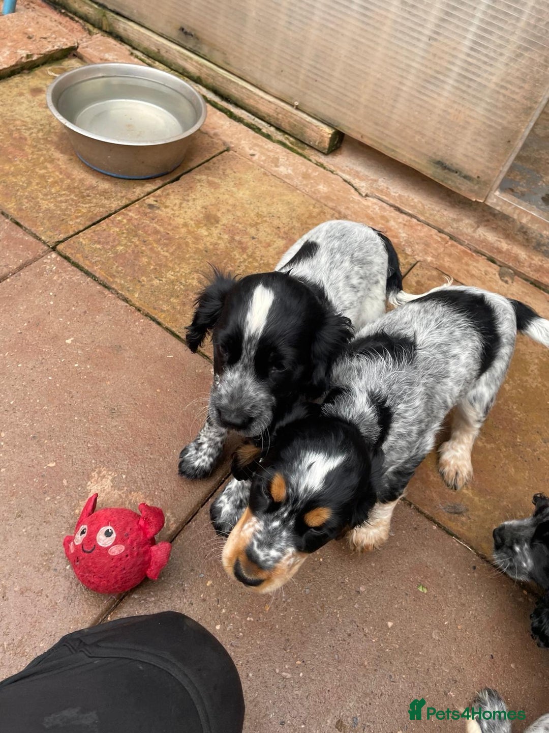 Cocker Spaniel dogs for sale: Stunning KC Show Cocker Spaniels - Image 16