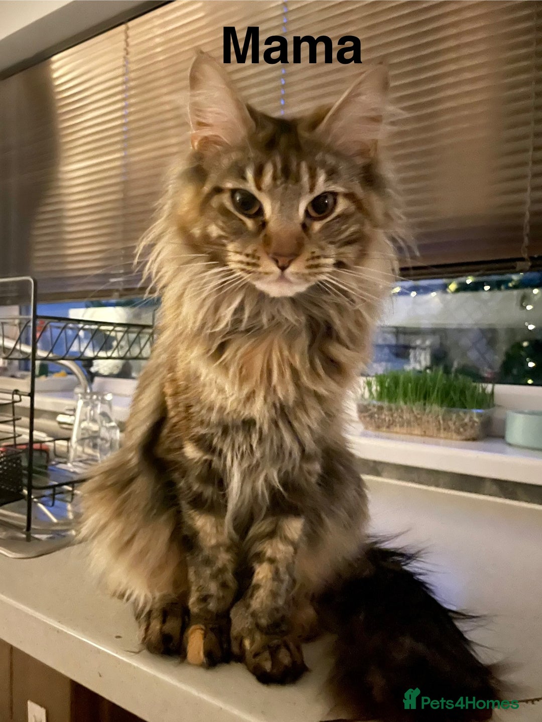 Maine Coon cats for sale: Mainecoon kittens Polydactyl/non polydactyl  - Image 9