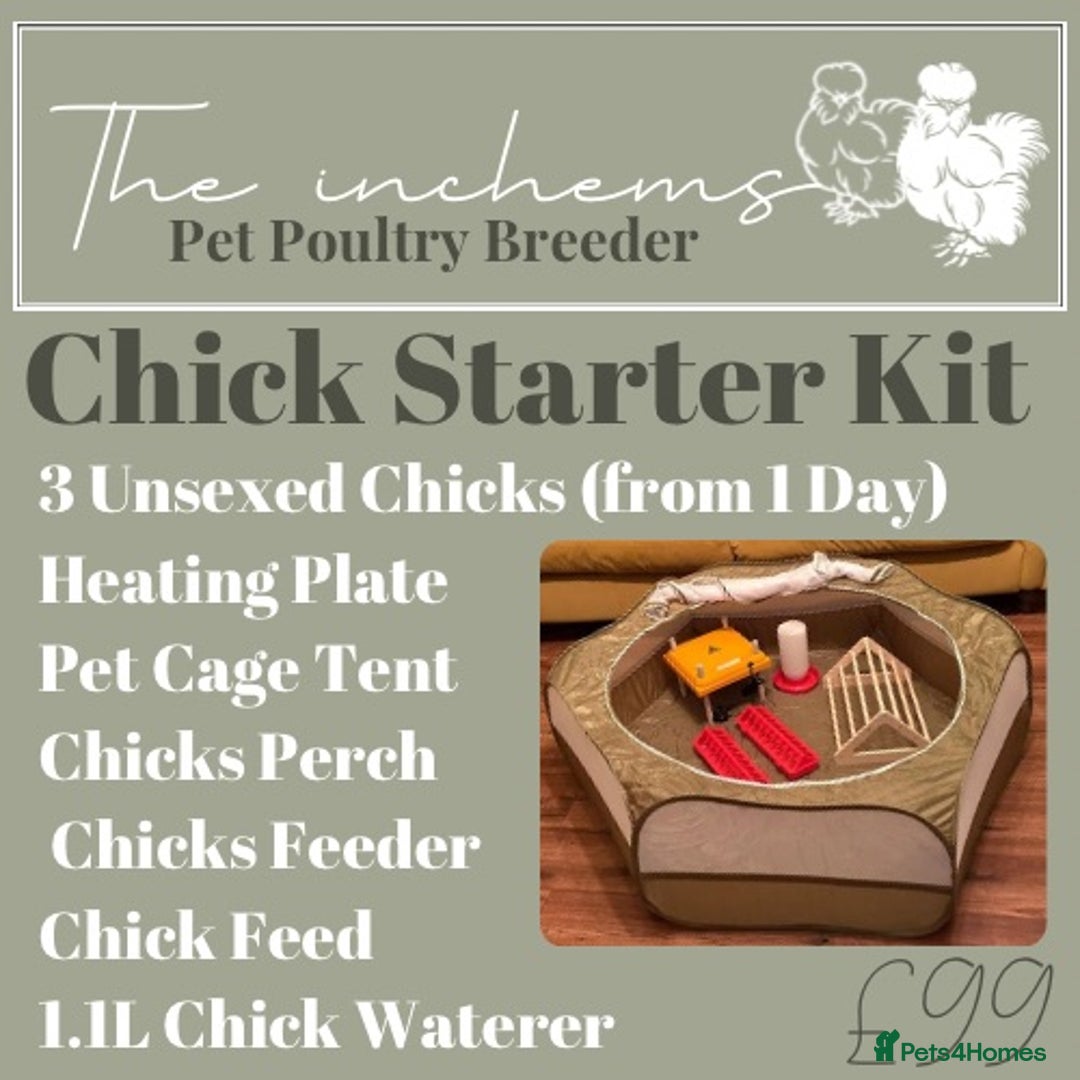 Chickens poultry for sale: Silkie & Poultry Chick Starter Bundles - Advert 4