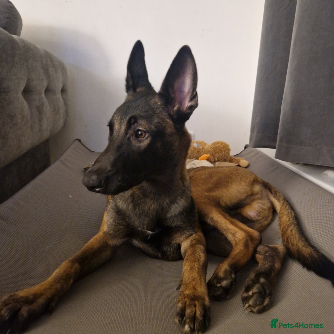 Belgian Shepherd Dog dogs for sale: 6 month old mali boy - Image 3