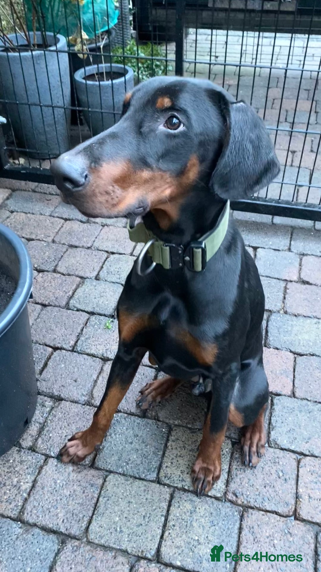 Dobermann dogs for sale: KC REGISTERED DOBERMAN ( 11 months old : Intact) - Advert 5