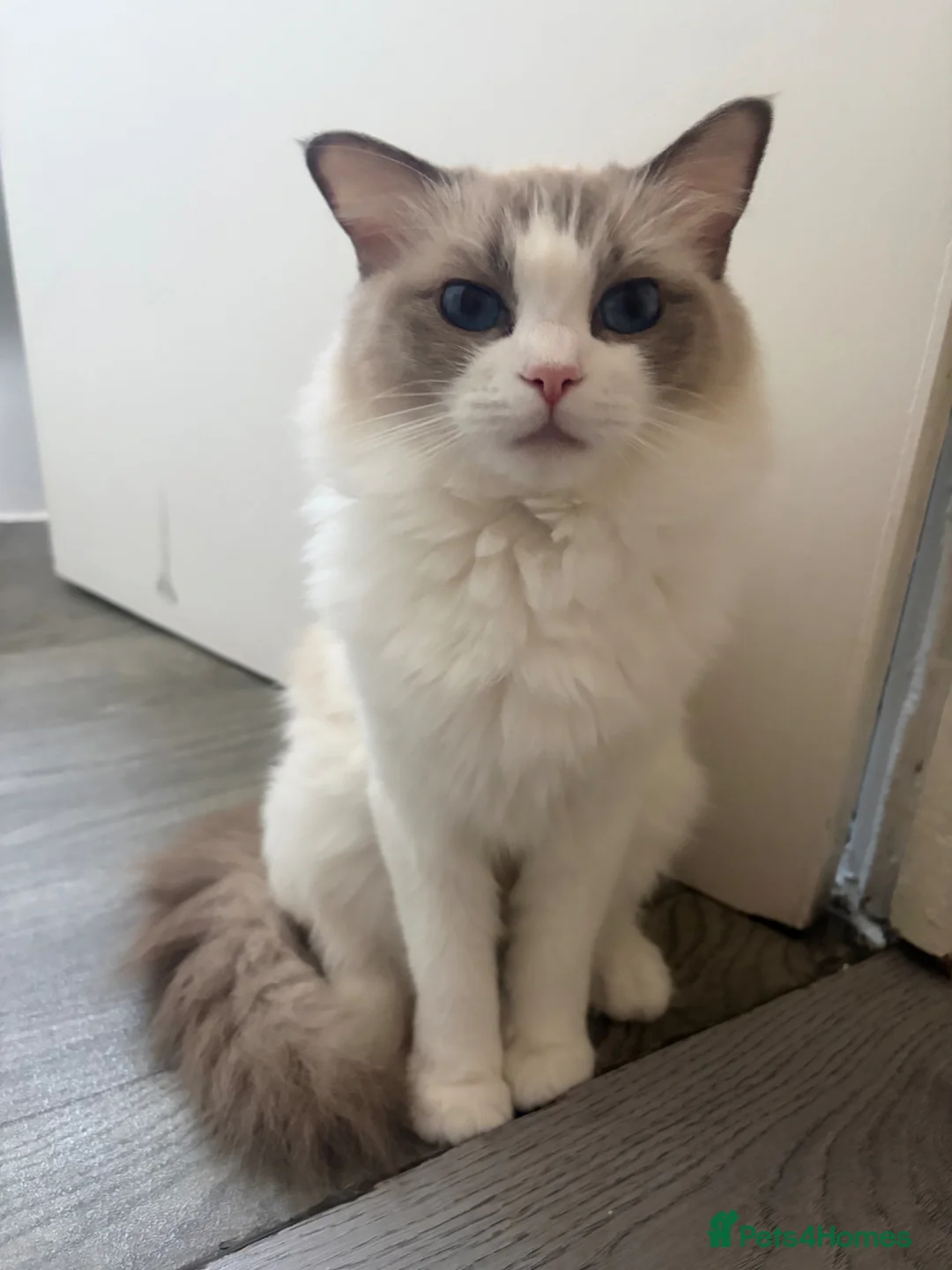 Ragdoll cats for sale: GCCF Registered Active Female Ragdoll Cat in London - Advert 1