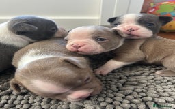 Boston Terrier dogs for sale: Stunning KC registered litter - Image 3