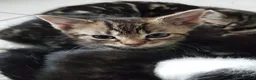 Mixed Breed cats for sale: Kittens ready now,  - Advert 11