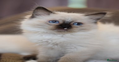 Ragdoll cats - Advert 11