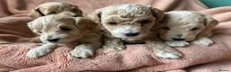Maltipoo dogs for sale: Fully health tested confident happy maltipoo pups - Advert 5