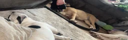 Mixed Breed dogs for sale: Two pups left for sale  - Advert 2