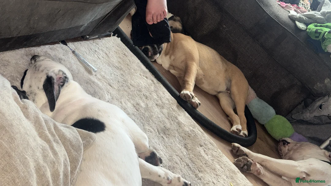 Mixed Breed dogs for sale: Two pups left for sale  - Advert 2