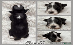Miniature Schnauzer dogs for sale: MAC/BVA CLEAR - ONE GIRL WITH BLACK/RED COLOURING - Image 9