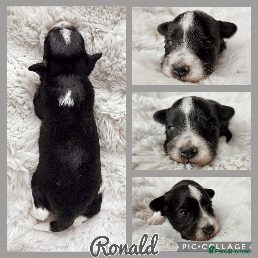 Miniature Schnauzer dogs for sale: MAC/BVA CLEAR - ONE GIRL WITH BLACK/RED COLOURING - Image 9