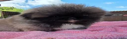 Pekingese dogs for sale: KC Registered Pekingese Puppies top quality  - Advert 29