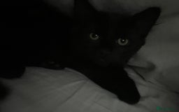 British Longhair cats for sale: Longhair Kitten 🐈‍⬛ 🖤!!(REDUCED BY £100) - Image 6
