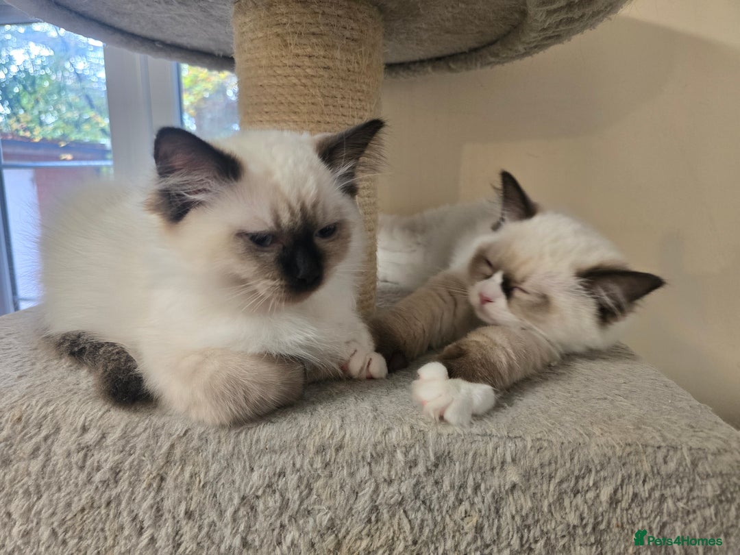 Ragdoll cats for sale: Gccf registered little Queens available 🥰 - Advert 1