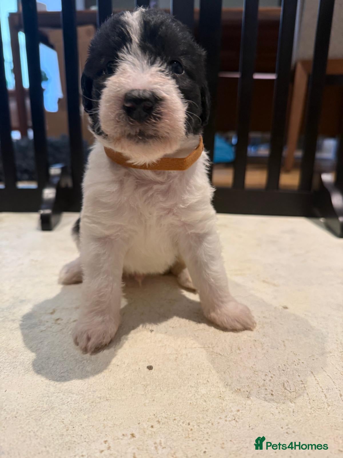 Mixed Breed dogs Beautiful Beddywhip pups for sale in Sussex - Advert 2