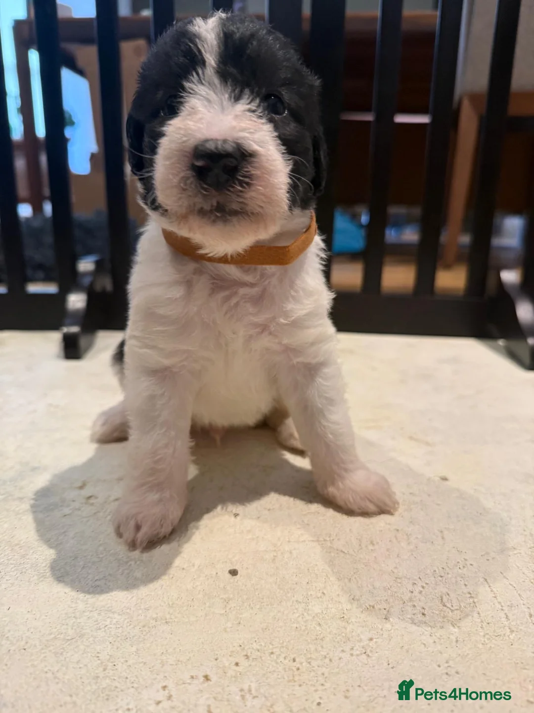 Mixed Breed dogs for sale: Beautiful Beddywhip pups for sale in Sussex in Hove - Advert 2