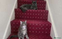 Maine Coon cats for sale: Maine coon kittens - Image 6