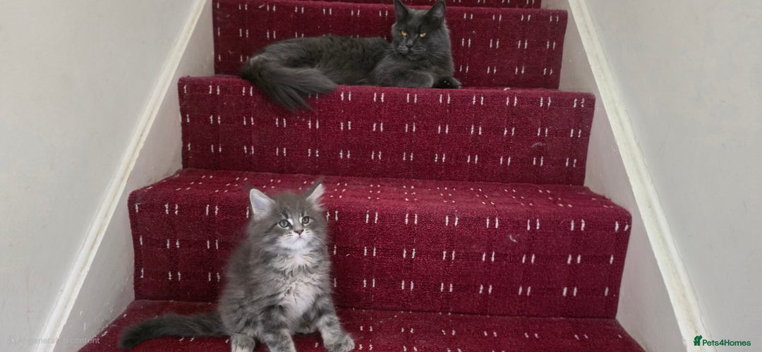 Maine Coon cats for sale: Maine coon kittens - Image 6