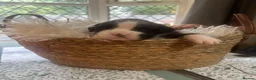 Boxer dogs for sale: KC Registered Boxer Puppies - health tested - Advert 8