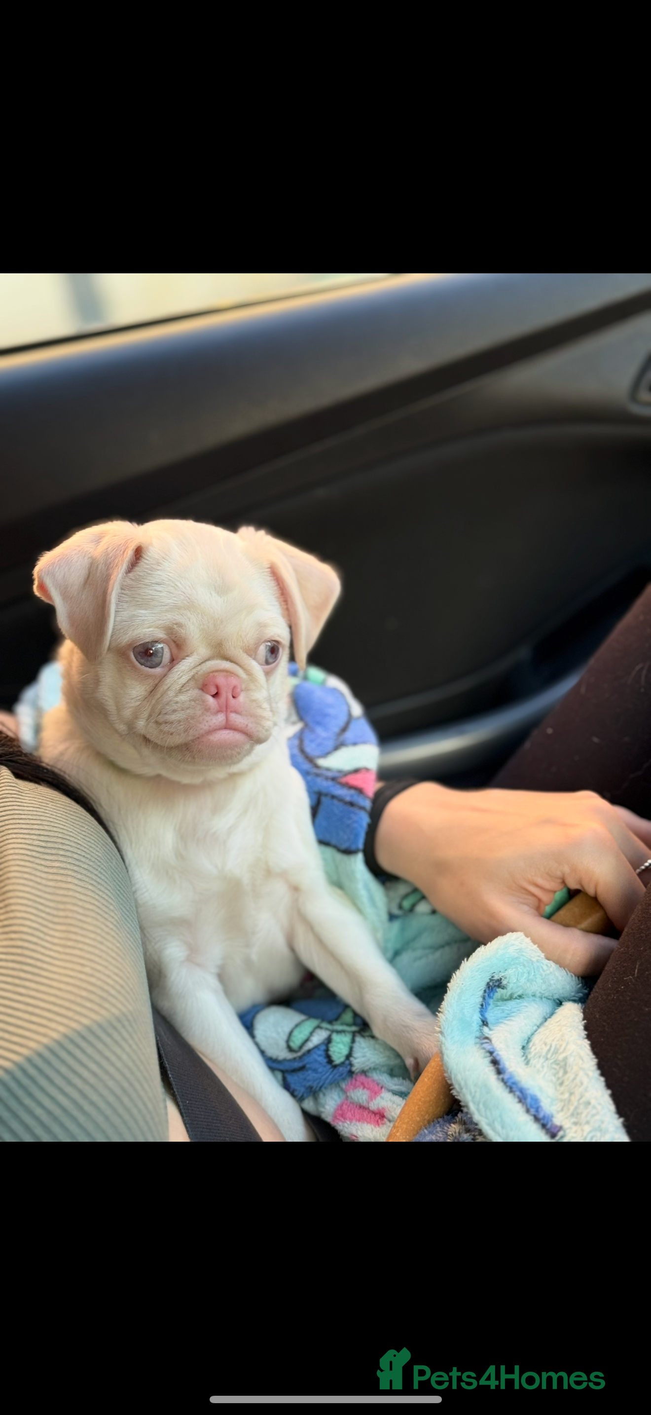 Pug dogs Last boy left! Kc registered, fully vaccinated!! - Advert 1