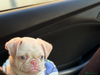 Pug dogs Last boy available!!! Kc reg - Advert 7