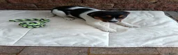 Jack Russell dogs for sale: Jack Russell  in Strabane - Advert 3