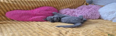 British Shorthair Kitten 3