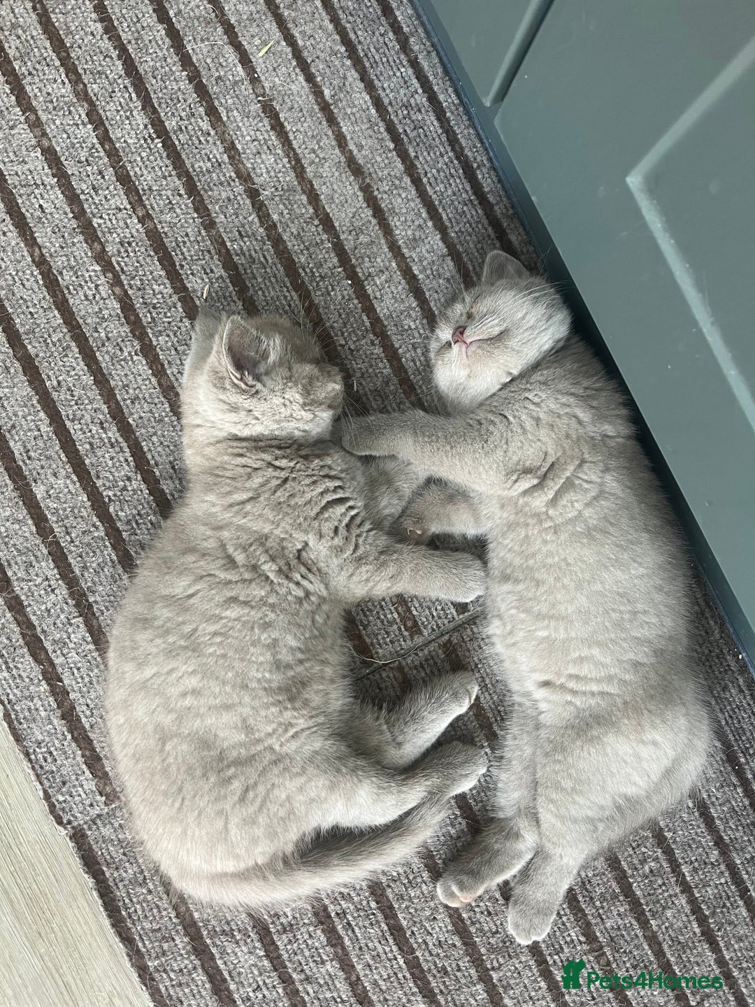 British Shorthair cats for sale: 4 Adorable Kittens are looking for new homes  - Image 20