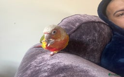 Conures birds for sale: Looking for loving home for mango ! - Image 3