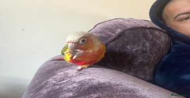 Conures birds - Advert 7