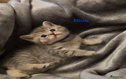 British Shorthair cats for sale: 🐾 4 Adorable British Shorthair Kittens Available! - Image 7